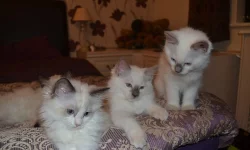 Ragdoll koťata